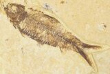 Limestone With Two Fossil Fish (Diplomystus & Knightia) - Wyoming #384490-2